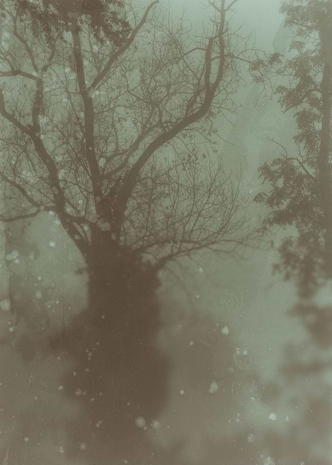 Tree in the fog