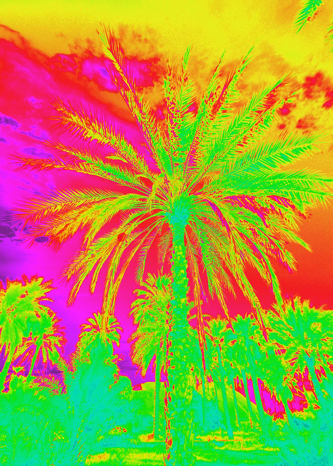 Oman palm tree