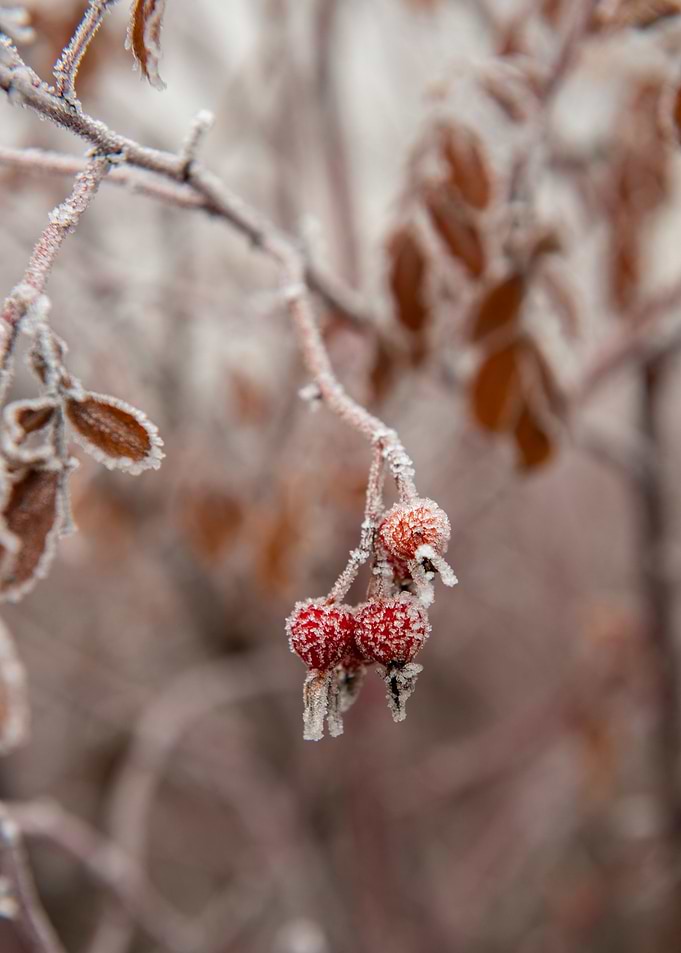 Frozen Berries