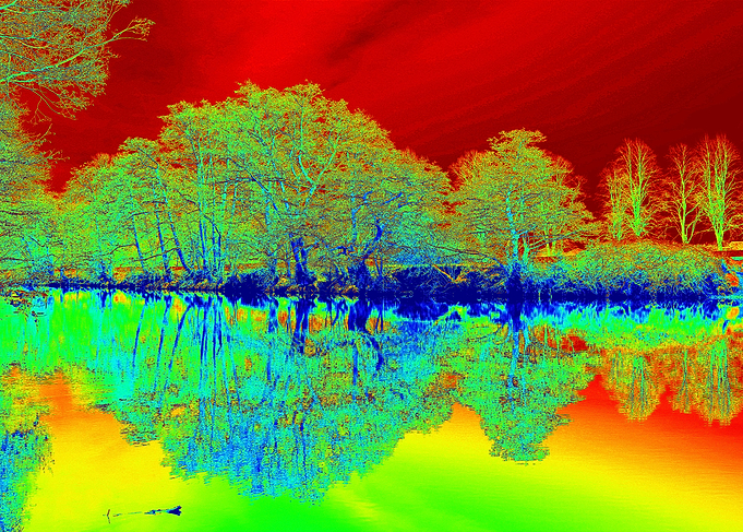 Tree reflections 2