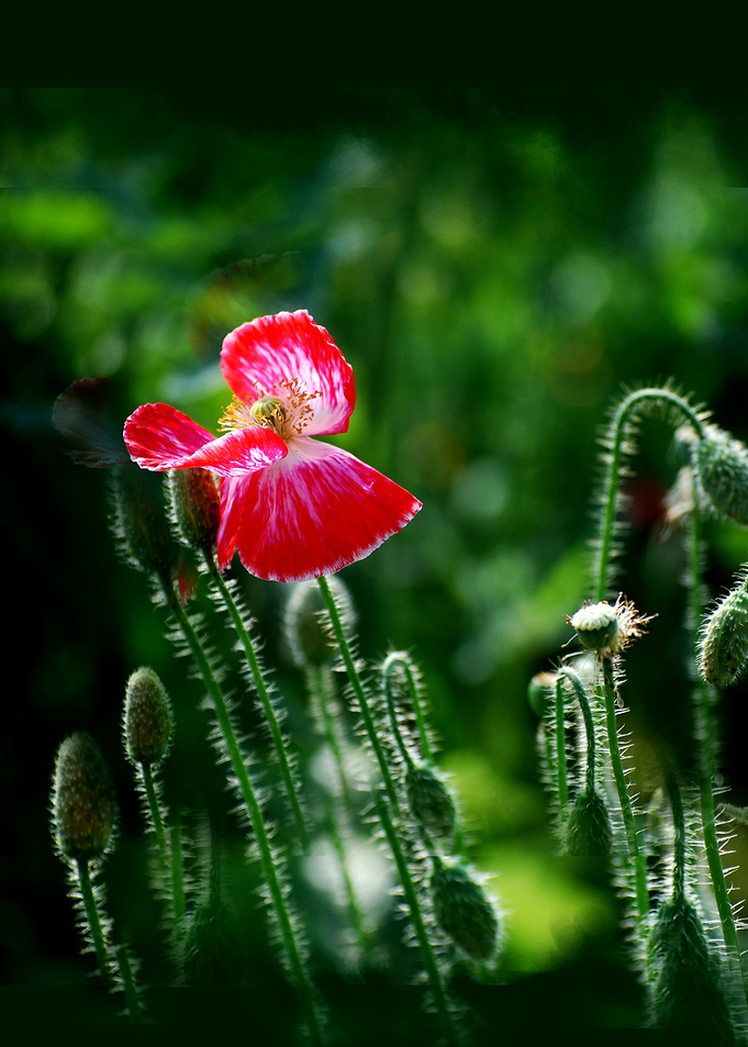 Poppy