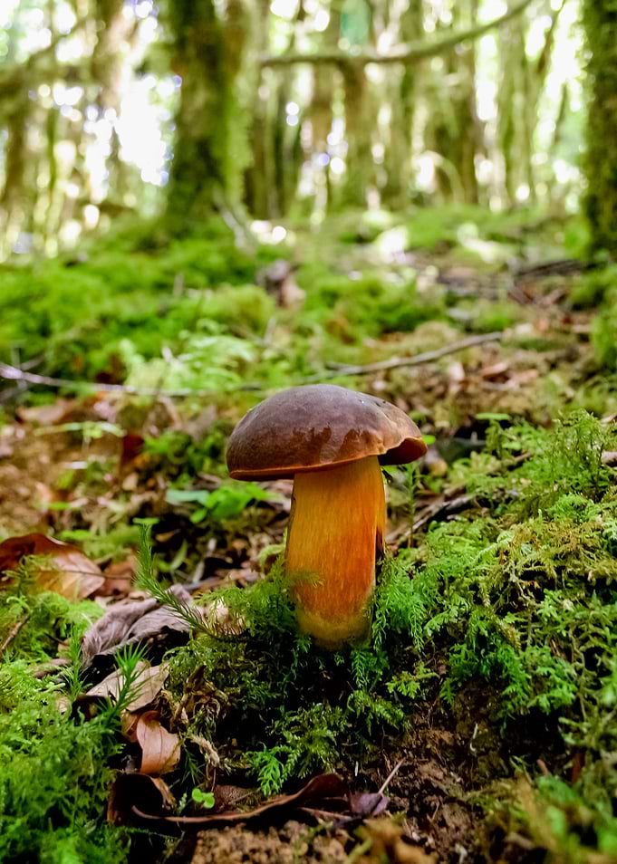 mushroom