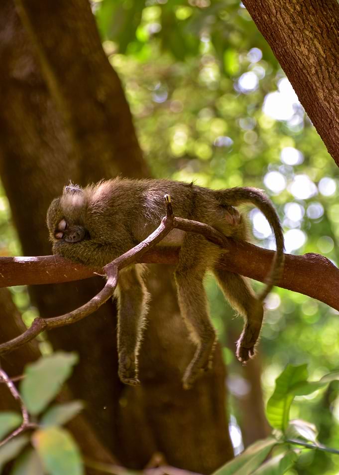 Funny Monkey Photo