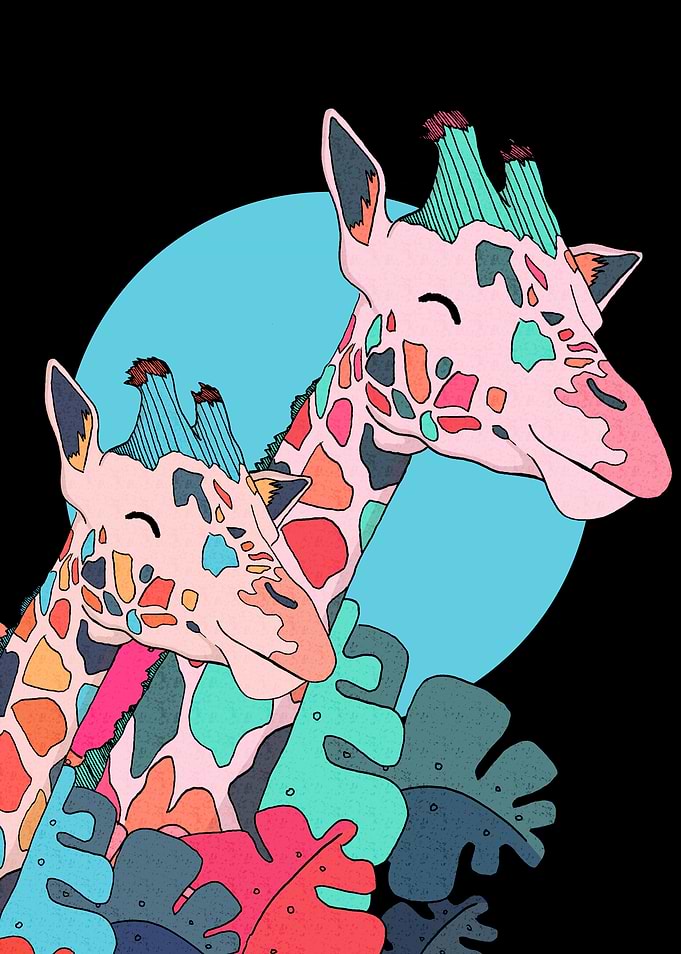 The 2 giraffes