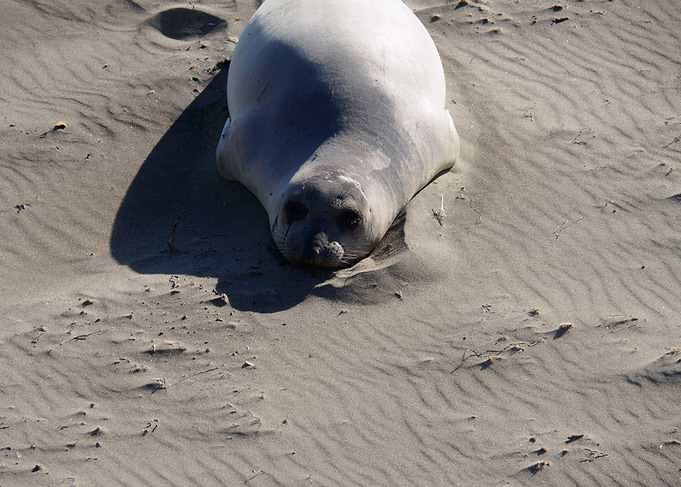 Sea lion Los Angeles