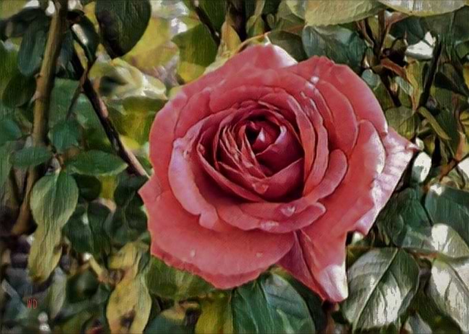 Hiding roses