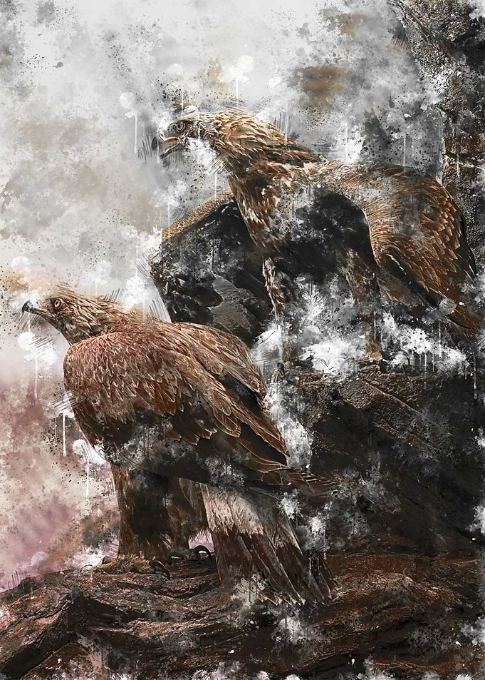 Eagles colorful