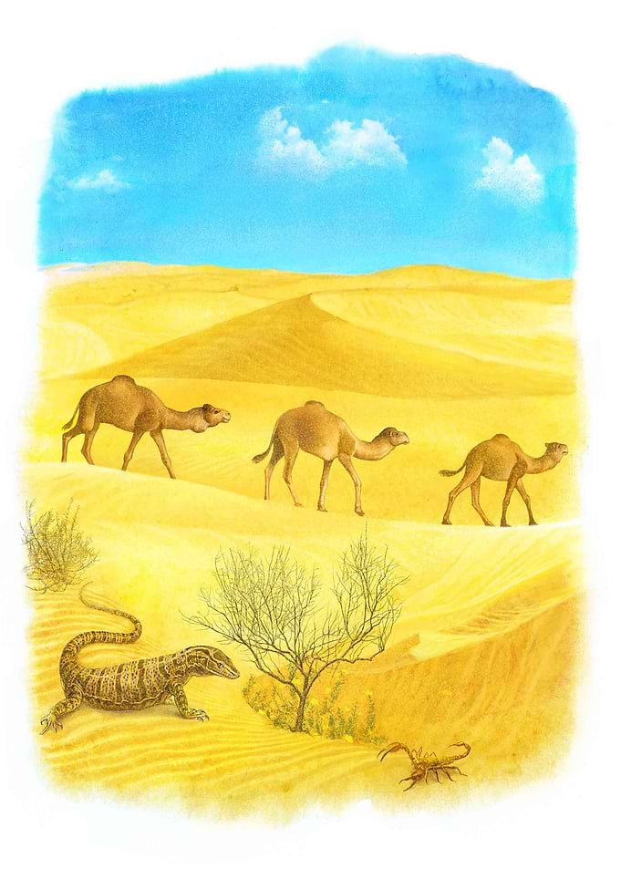 Sahara Desert