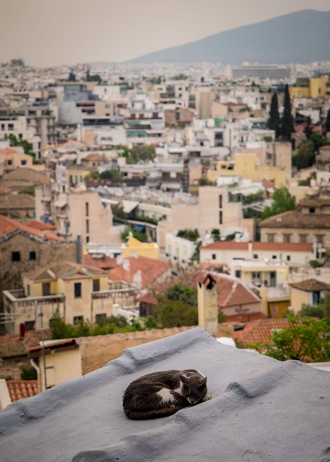 Cat on the Roof