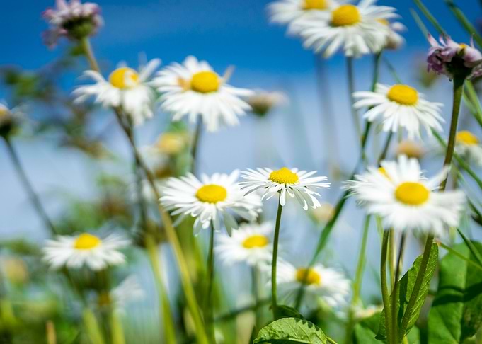 Spring has arrived