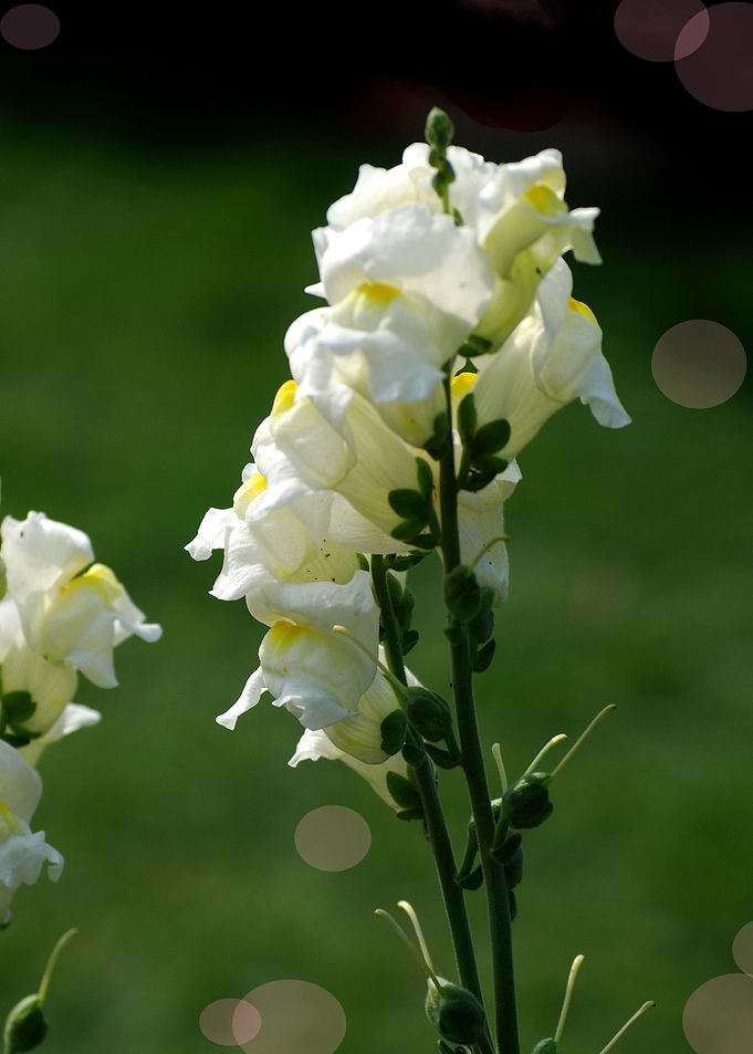 White beauty