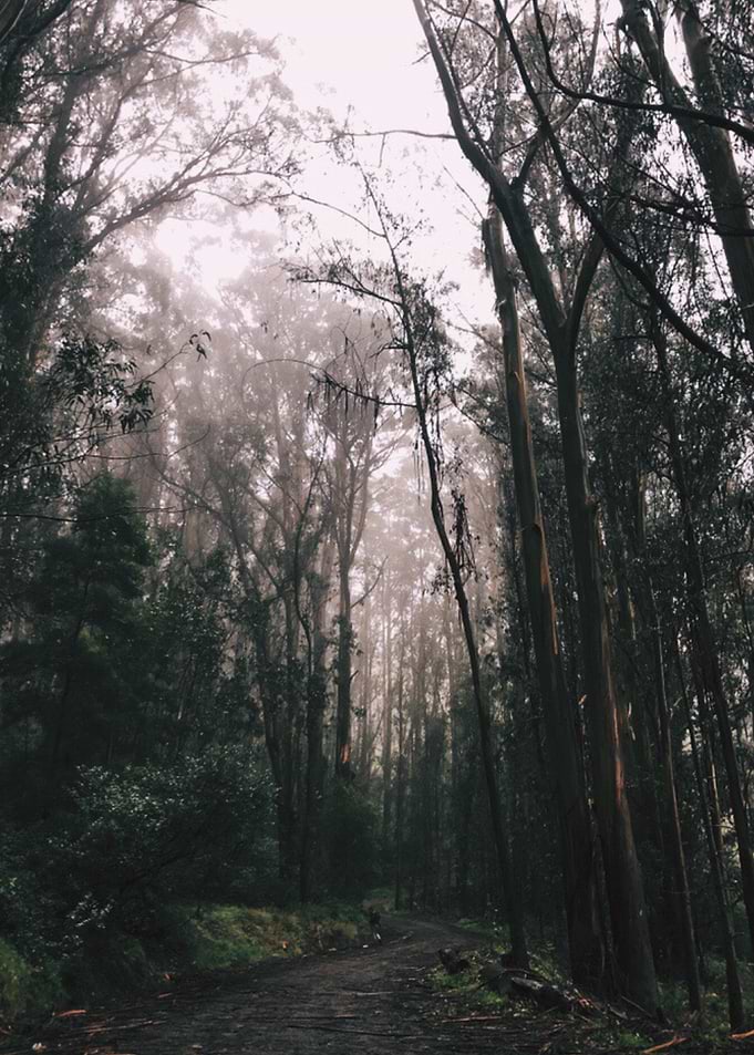 Tranquil Forest I