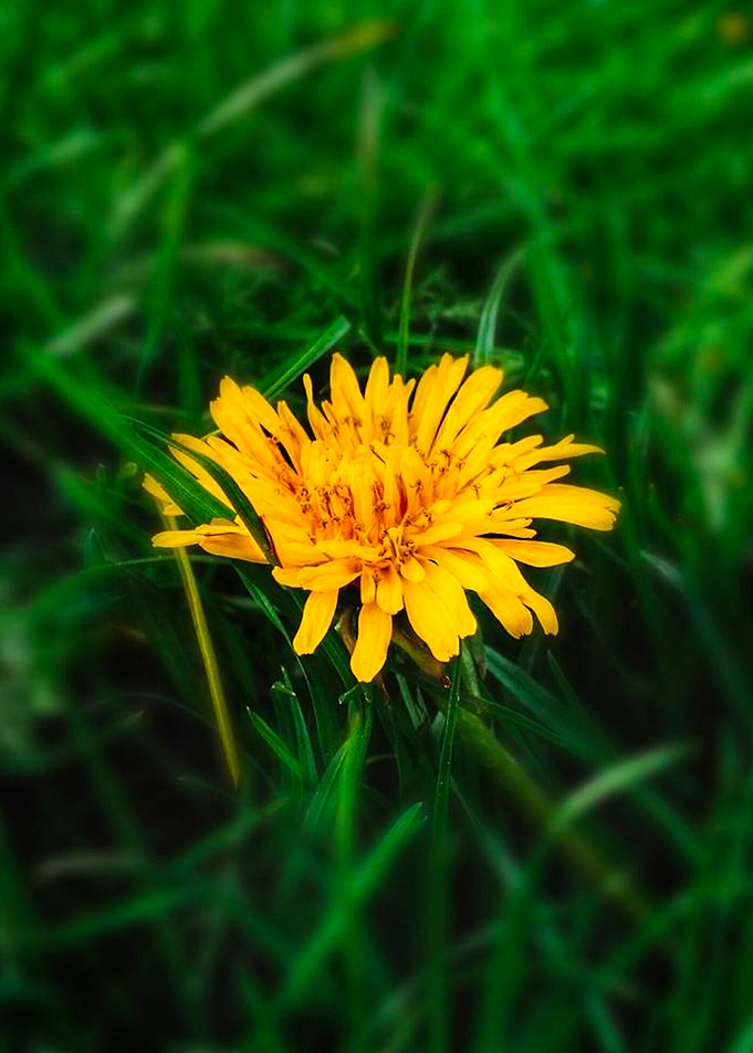 Yellow Flower