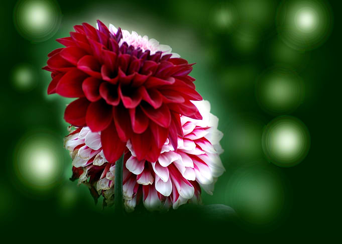 Dahlia