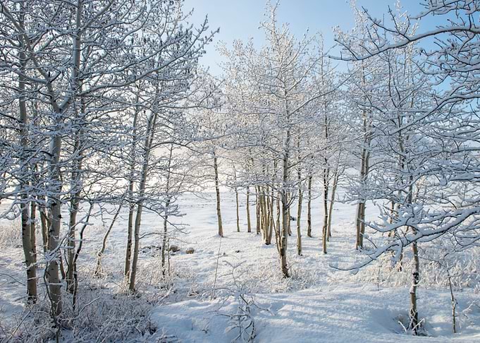 Winter Trees