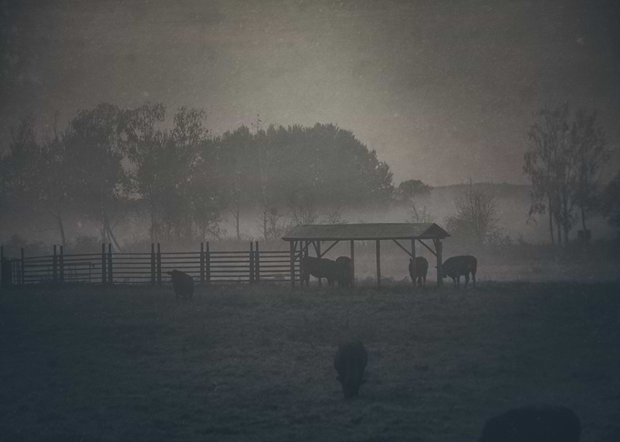 Cows in the morning