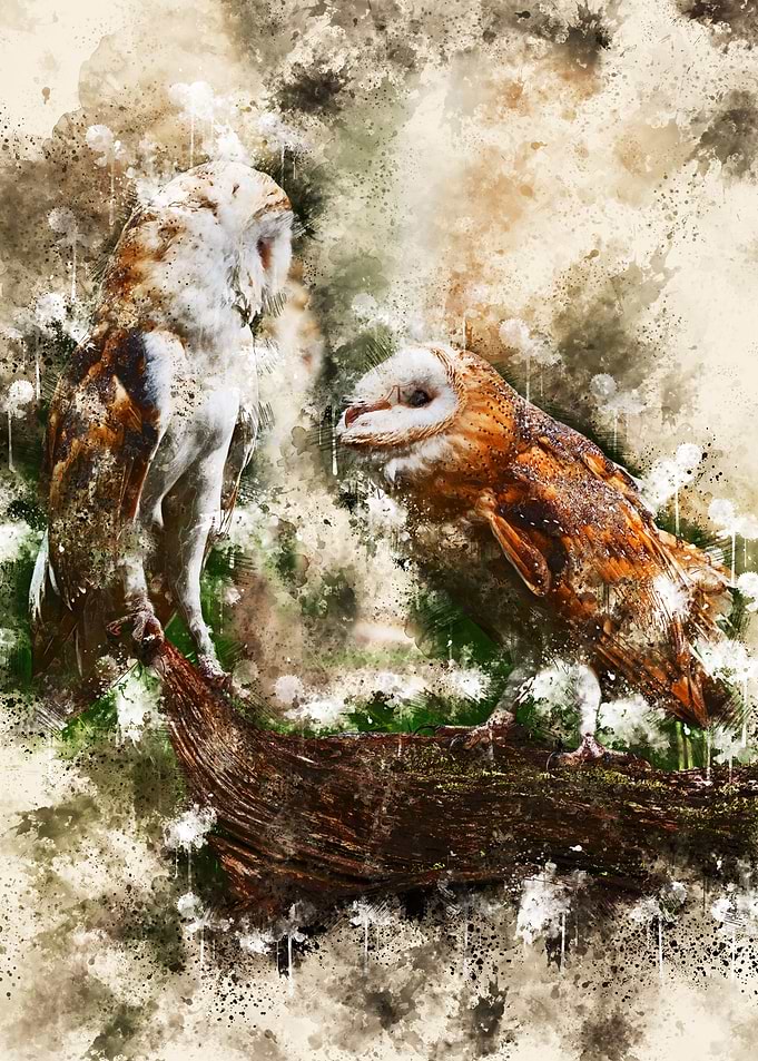 Owls