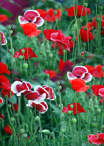 Red poppy