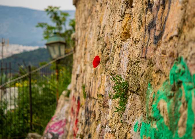 A little Flower in Athens