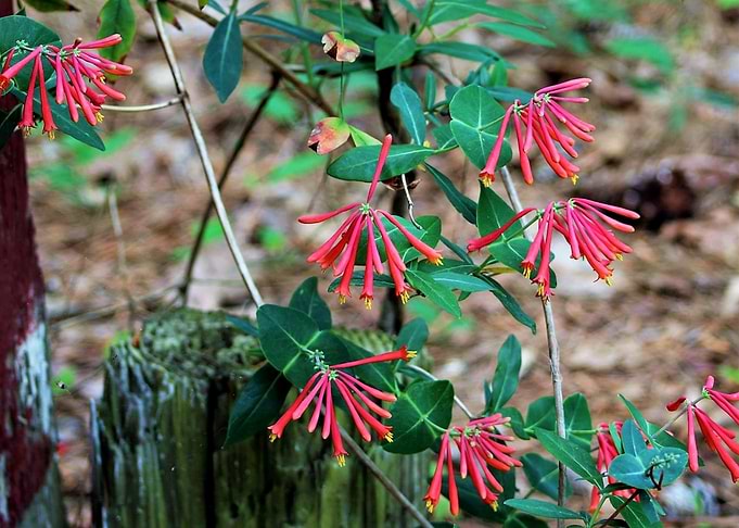 The Blush of Nature