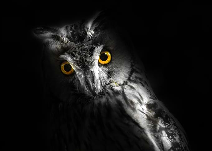 Owl Photography