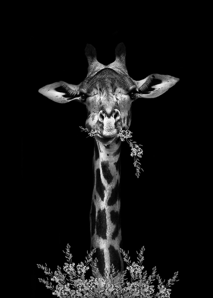 weld Cute Giraffe