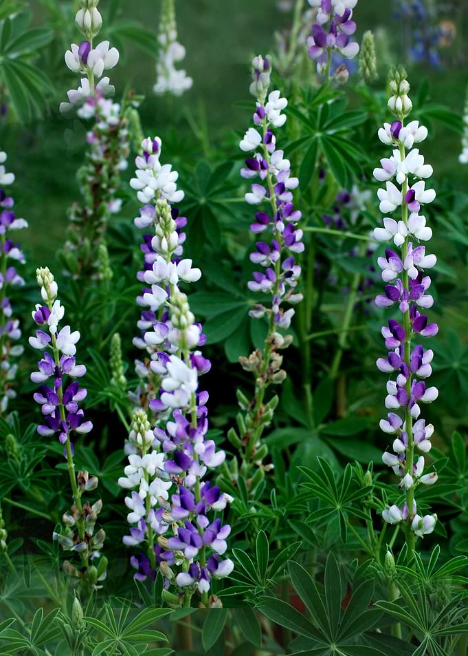 Violet