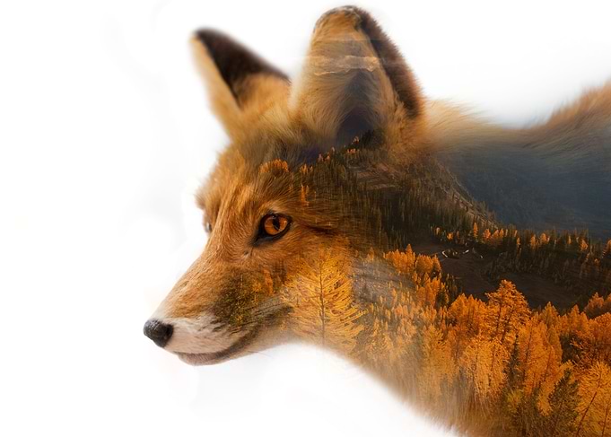 Fox Double Exposure