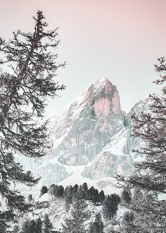 Snowy evergreens