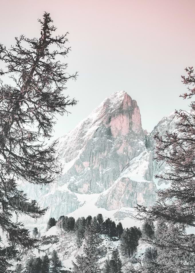 Snowy evergreens