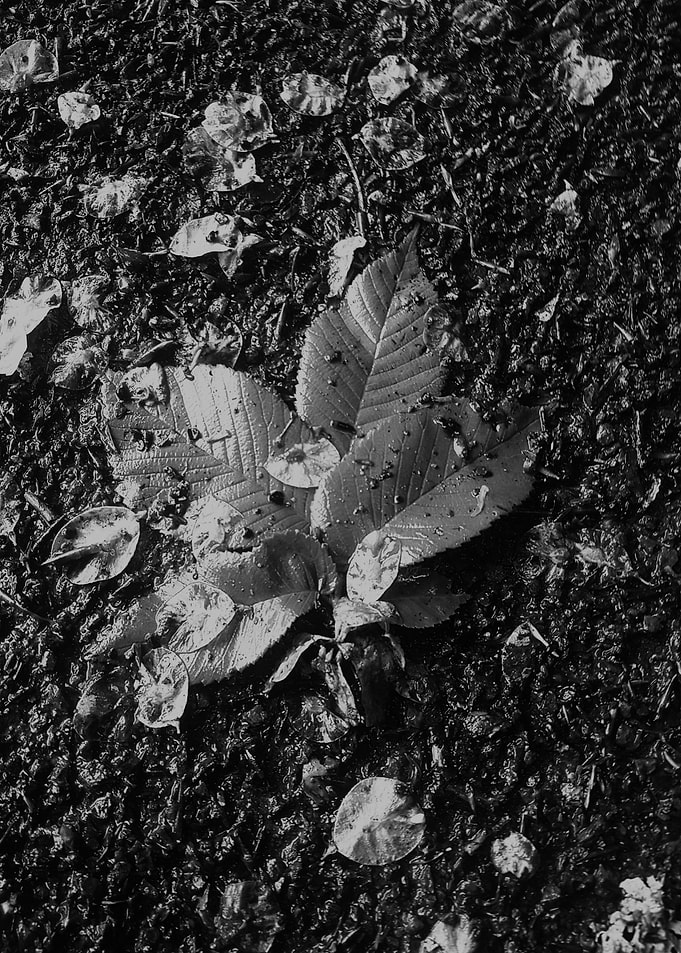 Leafes at spring