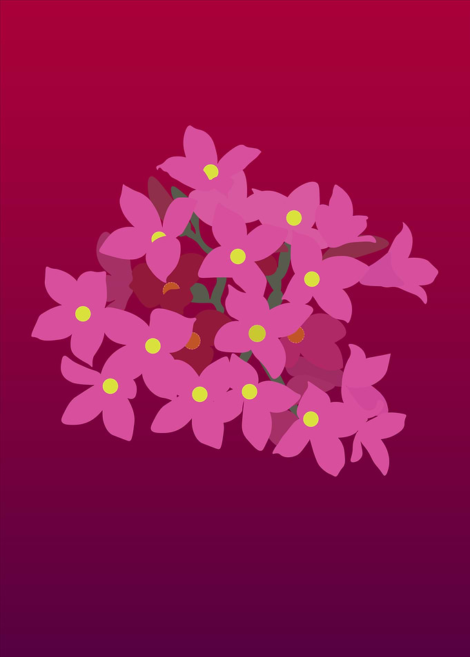 Pink blossom meets night