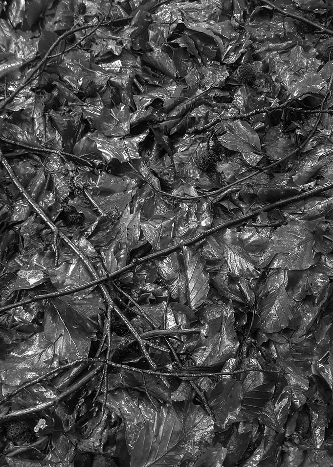Wet duff mnochrome