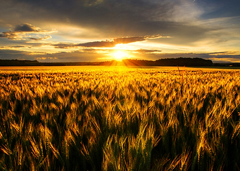 Summer Wheatlands XIX