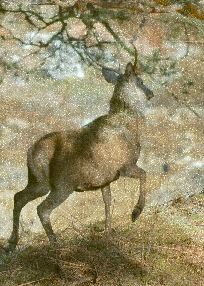 vintage majestic stag