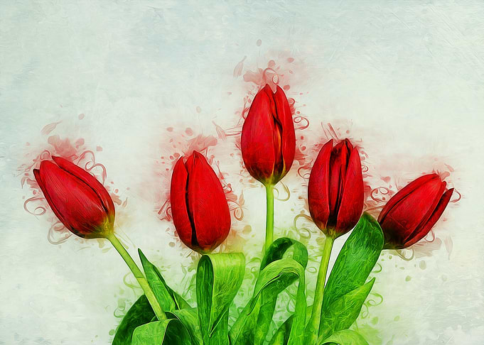 Red Tulips