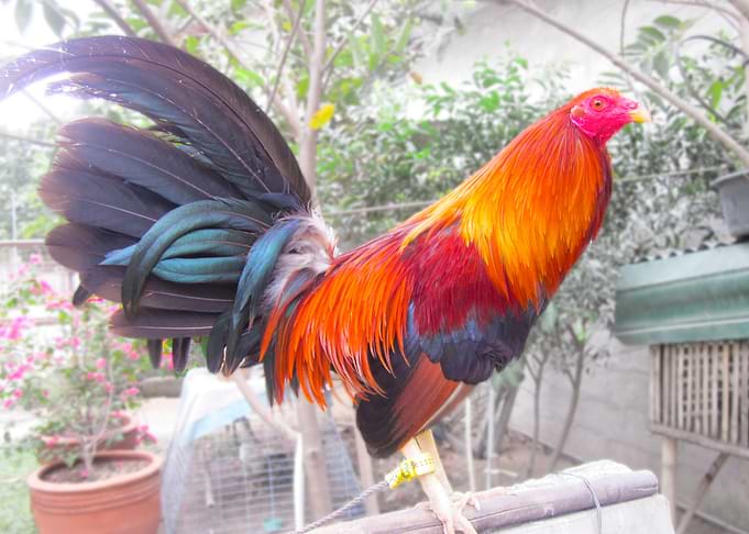 The Chick of My Dad