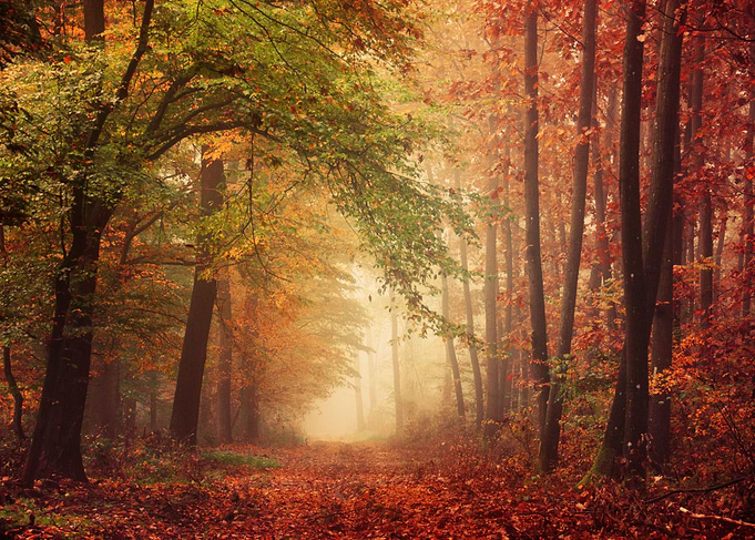 Fall forest colors