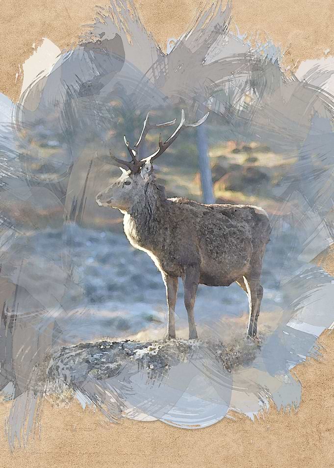 Painted Stag 1