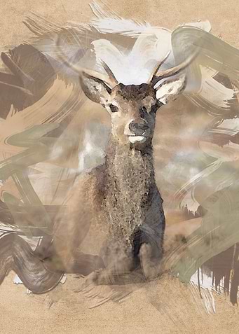 Painted Stag 2