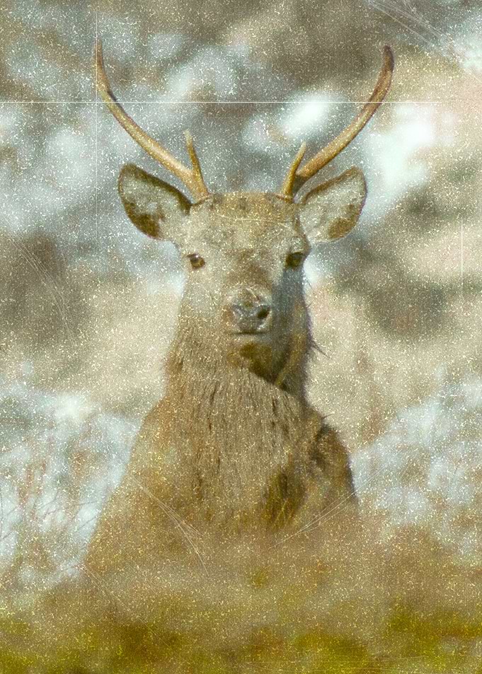 Vintage Stag 3