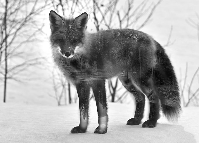 Double Exposure Fox
