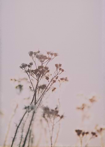 Soft flowers