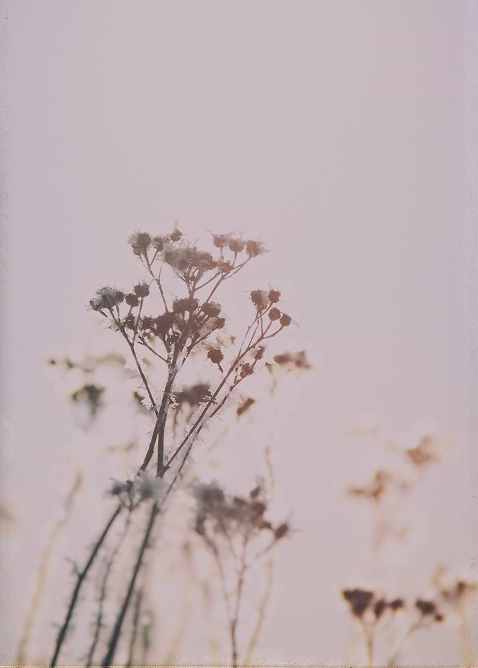Soft flowers