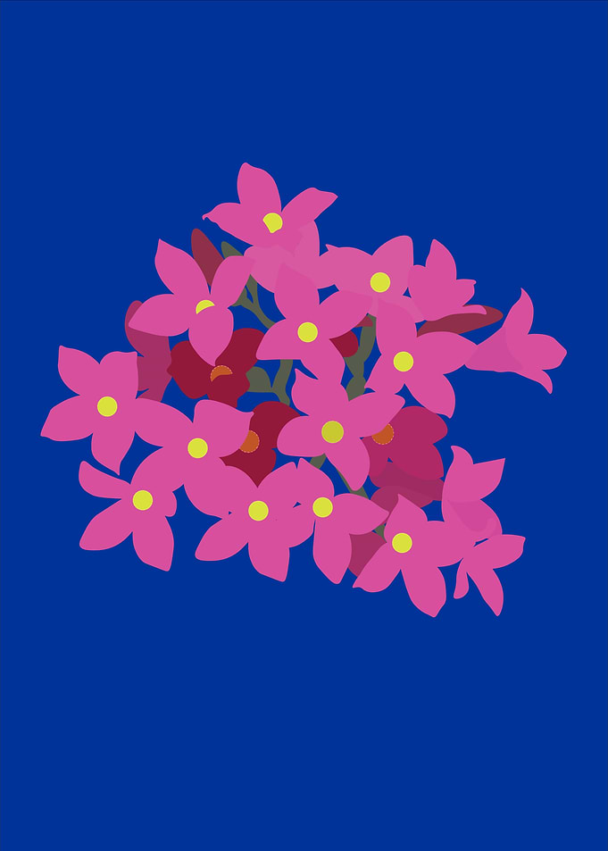 Pink blossom on blue