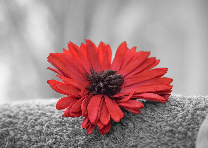 Red flower