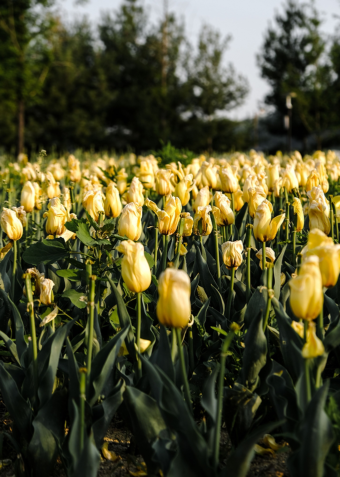 Flower Field