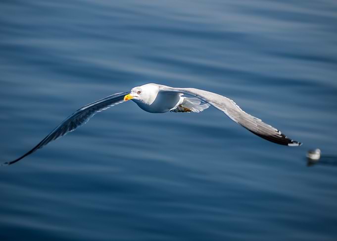 Bird in Flight