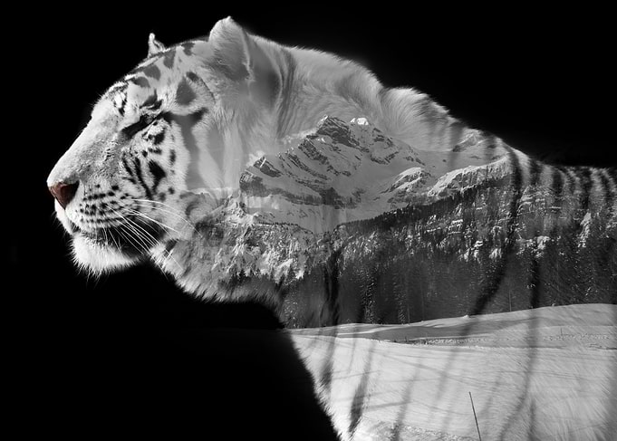 White tiger