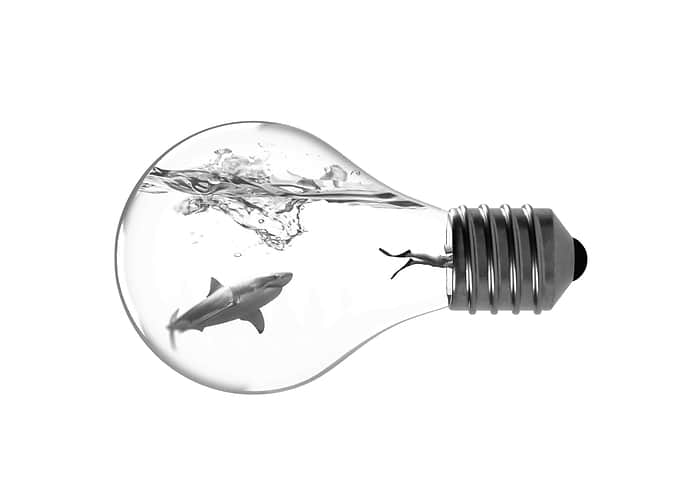 Shark Bulb